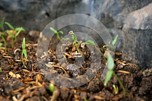 Cayenne pepper sprouts