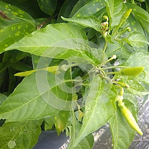 cayenne pepper on the stalk with fresh green leaves