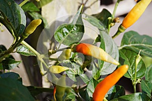 Cayenne pepper is a typical Indonesian food ingredient