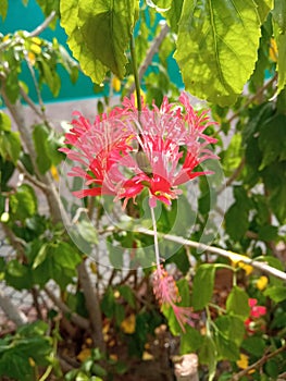 Pimiento rojo jardín flor 