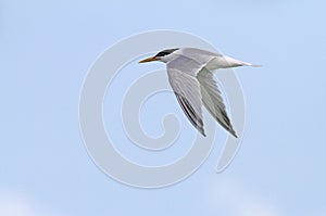 Cayenne Tern, .Thalasseus eurygnathus