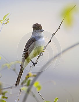 Cayennetiran, Brown-crested Flycatcher, Myiarchus tyrannulus