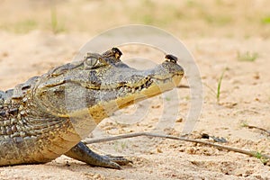 Cayman Alligator with Beetle on Nose