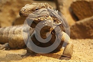 Cayman brac iguana photo