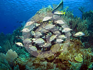 Cayman Brac Reef Scene photo