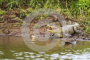 Cayman (Caiman crocodilus fuscus)