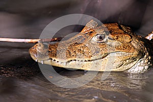 Cayman in Costa Rica. The head of a crocodile (alligator) closeup.