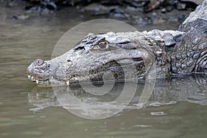 Cayman in Costa Rica. The head of a crocodile