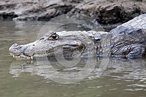 Cayman in Costa Rica. The head of a crocodile (alligator) closeup