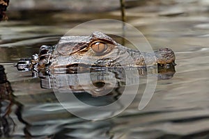 Cayman head in water.