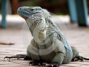A Cayman Islands Blue Iguana