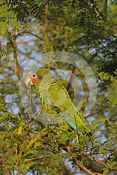 Cayman parrot perched in a tree