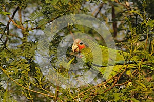 Cayman parrot perched in a tree
