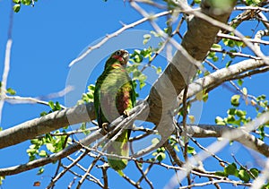 Cayman parrot