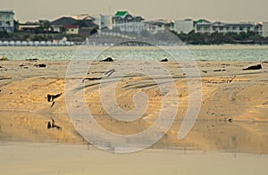 Cayo Coco Resorts Beyond The Exposed Low Tide Sandbar