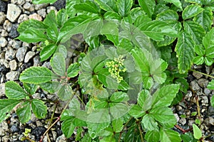 Cayratia japonica. Vitaceae perennial vine.