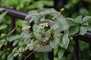 Cayratia japonica. Vitaceae perennial vine.