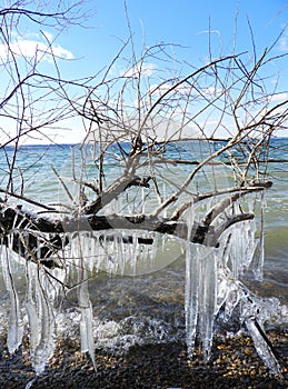 Cayuga Lake creates freezing winter winds forming large icicles on trees