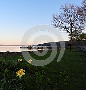 Cayuga Lake sunrise at Myers Park with spring daffodils