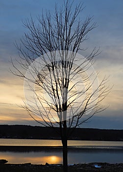 Cayuga Lake Winter Tree Sunset Silhouette in FingerLakes