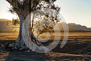 The Cazneaux Tree, also known as Cazneaux`s Tree in Flinders Ranges, South Australia