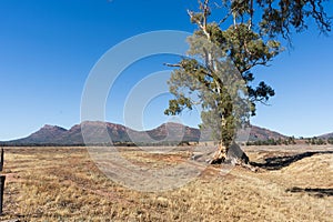 The Cazneaux Tree, a famous tree in the Flinders Ranges