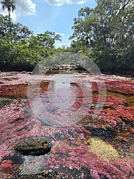 CaÃ±o Cristales, Colombia. Most beautiful river in the world photo