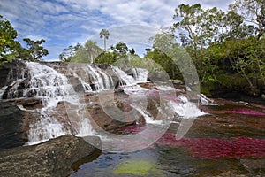 The CaÃÂ±o Cristales, one of the most beautiful rivers in the world photo
