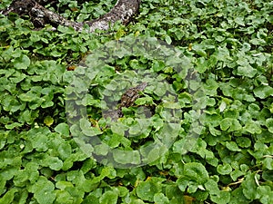 CaÃ¯man from Tortuguero, Costa Rica