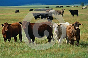 Herd of Holstein cattle crowd in green Pasture
