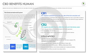 CBD Benefits Human horizontal business infographic