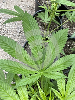 CBD Hemp plant amazing leaves