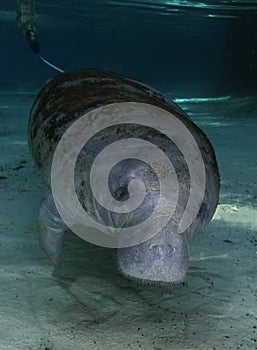 CC - Manatee Portrait