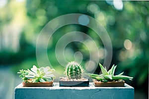 Ccactus closeup with nature green background.