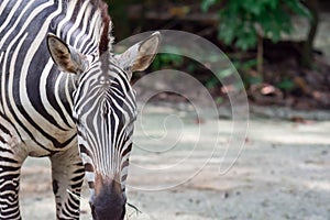 A ccloseup shot of a head of a common Burchell`s zebra Equus qua