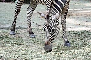 A ccloseup shot of a head of a common Burchell`s zebra Equus qua