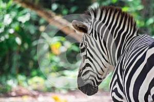 A ccloseup shot of a head of a common Burchell`s zebra Equus qua