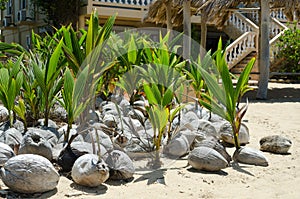 Cconut seedlings