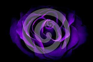 Beautiful romantic purple rose against dark background photo