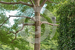 CCTV camera in a outdoor in garden area , on the tree