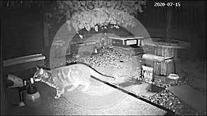 CCTV of Domestic Cat getting Sprayed in Face with Water after Raiding a Hedgehog Feeding Station