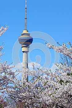Cctv tower at spring