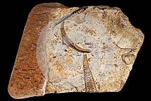 Ðccumulation of fossil fauna in stone tiles on a black background