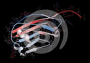 CD47 (integrin associated protein, extracellular domain) protein. Often present on cancer cells and a potential antitumoral drug photo