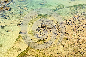 ÃÅ¾cean floor with sea urchins photo