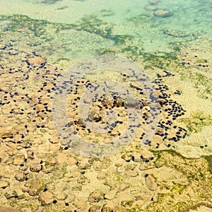 ÃÅ¾cean floor with sea urchins photo