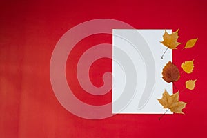 Cean white sheet of paper for text with autumn fallen leaves on a red background. Autumn greeting Card concept with copy space photo