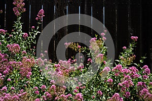 Ceanothus bloom along a wood fence