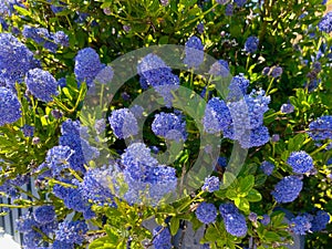 Ceanothus, are buckbrush, California lilac, soap bush, or just ceanothus.