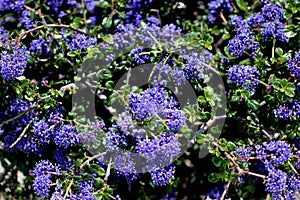 Ceanothus `Centennial`, Centennial Ceanothus
